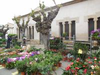 Blumenmarkt in Sineu