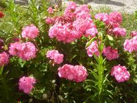 Blumenpracht