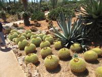 Botanicactus (38)