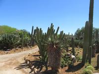Botanicactus (39)