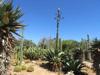 Botanicactus (42)