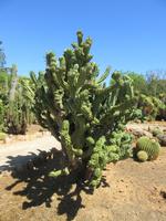 Botanicactus (52)