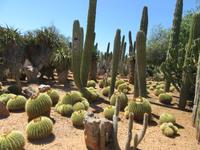 Botanicactus (54)