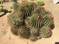 Botanicactus (56)