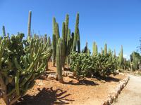Botanicactus (58)