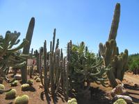 Botanicactus (60)
