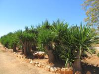Botanicactus (61)