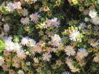 Botanicactus (73)