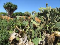 Botanicactus (81)