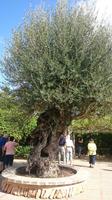 Botanicactus, Mallorca