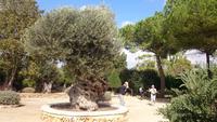 Botanicactus, Mallorca