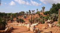 Botanicactus, Mallorca