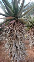 Botanicactus, Mallorca
