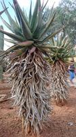 Botanicactus, Mallorca