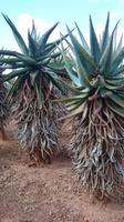 Botanicactus, Mallorca
