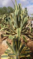 Botanicactus, Mallorca