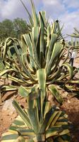 Botanicactus, Mallorca