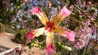 Botanicactus, Mallorca