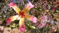Botanicactus, Mallorca