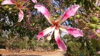 Botanicactus, Mallorca