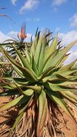 Botanicactus, Mallorca