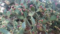 Botanicactus, Mallorca
