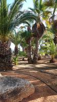 Botanicactus, Mallorca