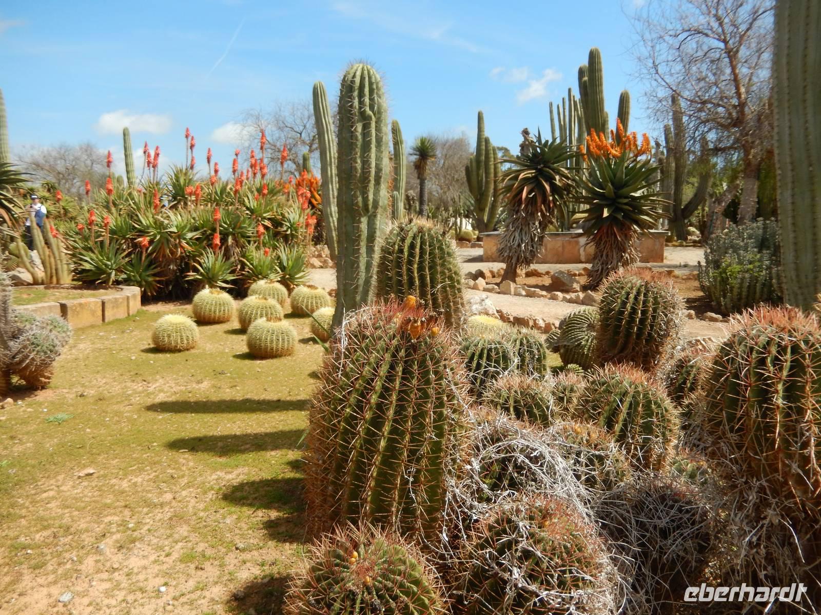 Botanicactus