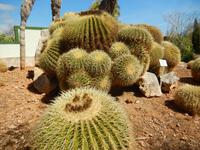 Botanicactus