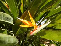 Botanicactus