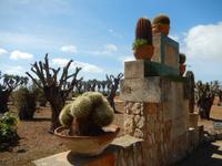 Botanicactus