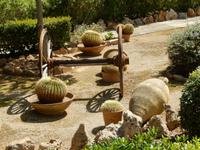 Botanicactus