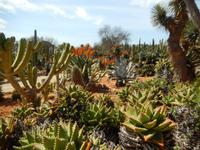 Botanicactus