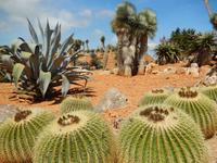 Botanicactus