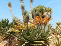 Botanicactus
