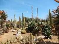 Botanicactus