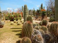 Botanicactus