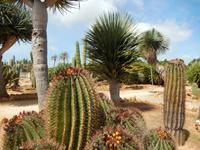 Botanicactus