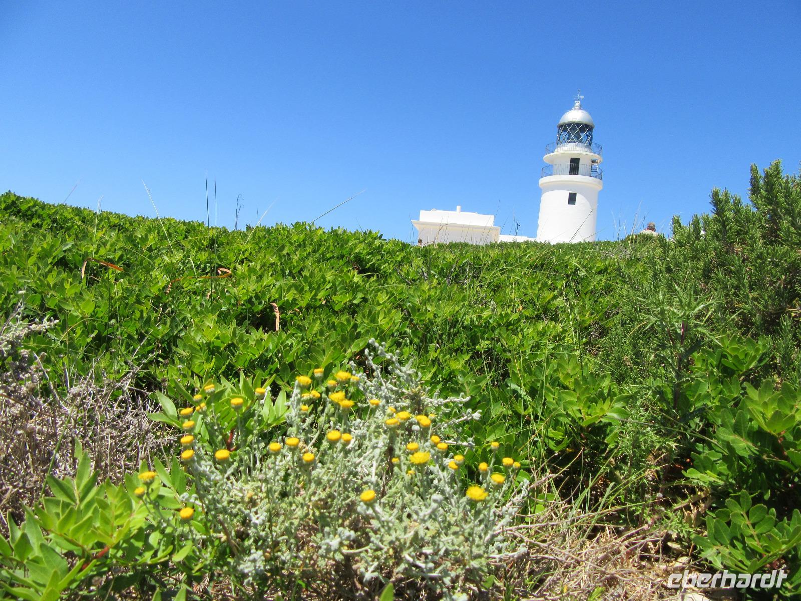 Cavalleria (11)