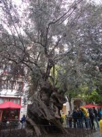 DSCN8773.JPG  Olivenbaum Palma