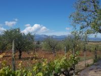 DSCN8847.JPG  am Weingut