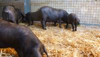 Das mallorquinische schwarze Schwein