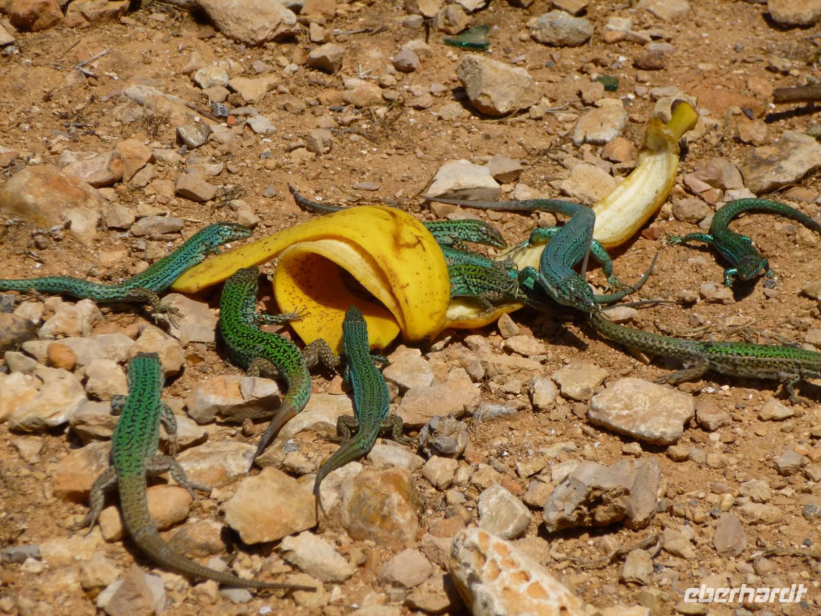 Eidechsen Formentera