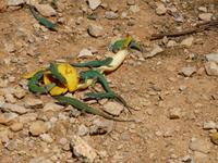 Eidechsen Formentera