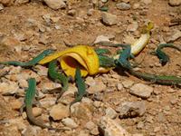 Eidechsen Formentera