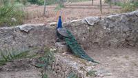 Ein Pfau auf dem Landgut Alfabia