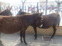 Esel in Sineu