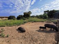 Finca Son Real 