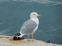 Formentor