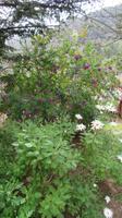 Gartenanlage